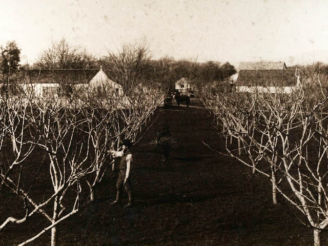 1872 - First Commercial Plantings
The first commercial plantings began in 1872 when two San Francisco merchants, Howe & Hall, bought 88 acres for $14,160 and established the Eden Dale ranch where they cultivated wine grapes, table grapes, and fruit trees on the land that is now known as our Home Ranch. The ranch was expanded to nearly 400 acres over the next ten years. Howe, son of an aide to George Washington during the Revolutionary War, ultimately became a State Senator first representing San Francisco and then later Sonoma Valley. In 1889 he was sent from Sonoma to the State Assembly and was elected Speaker.
