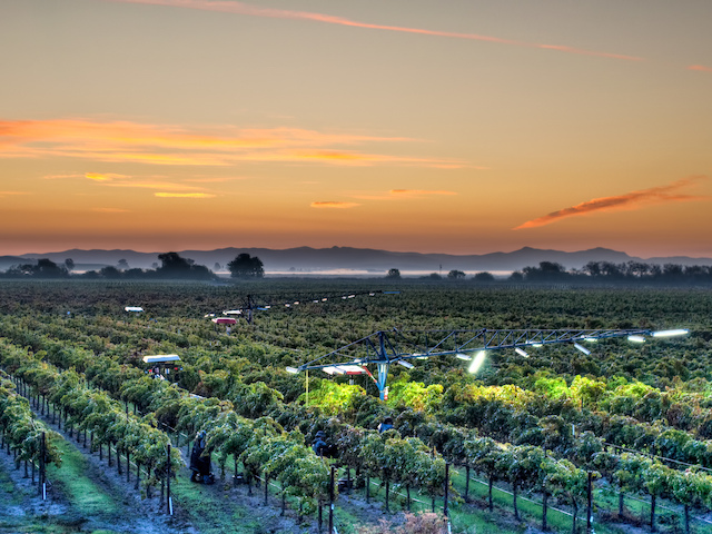 South Sonoma vineyard with harvest lights