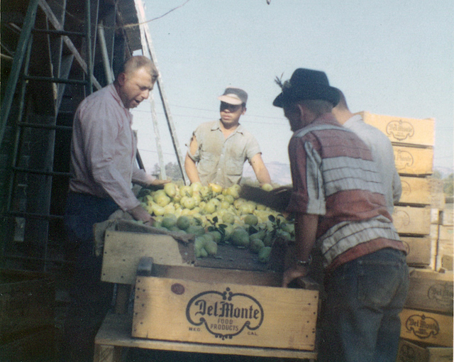 1959 - Pear Growers
Gradually the family business became one of the largest pear growing operations in California. Most fruit was packed and shipped to canneries.
