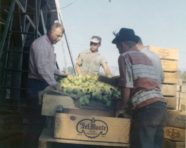 Angelo sorting pears