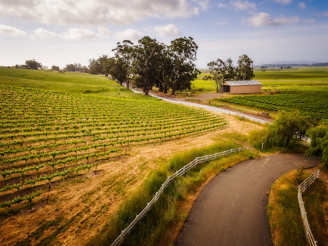 Fedrick vineyard view