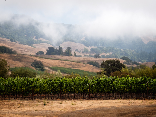 Roberts Road fog