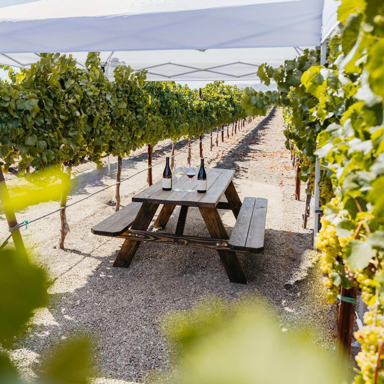 picnic table in vineyard rows