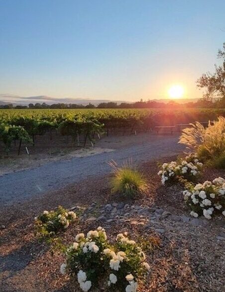 Sunset over Vineyard