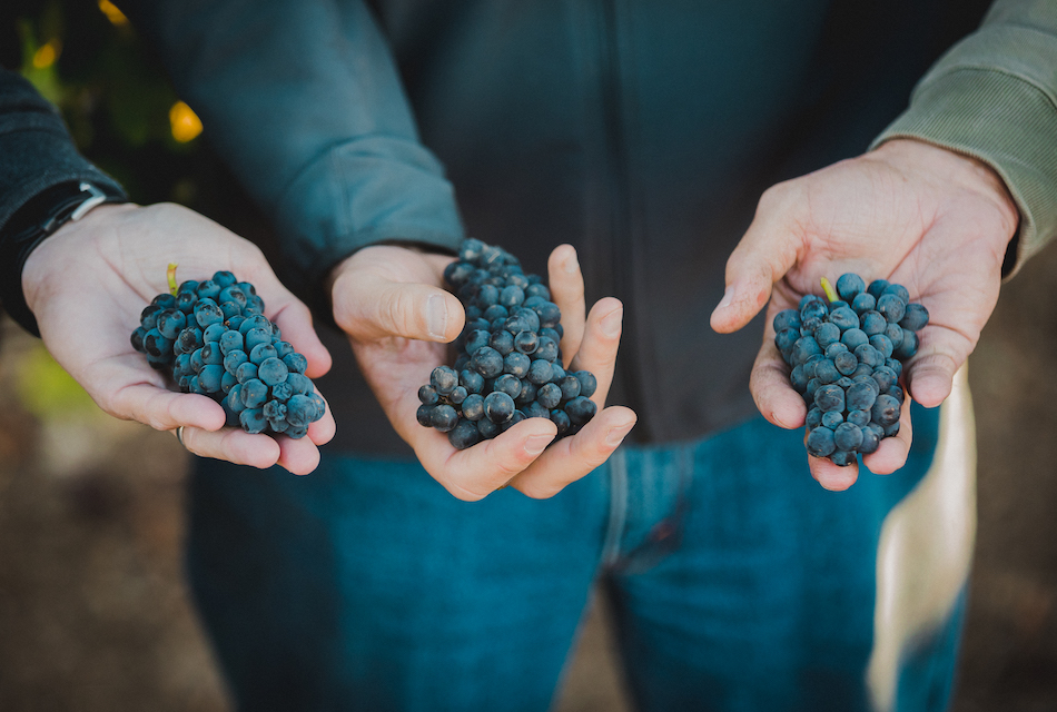 Grapes - Harvest00165
